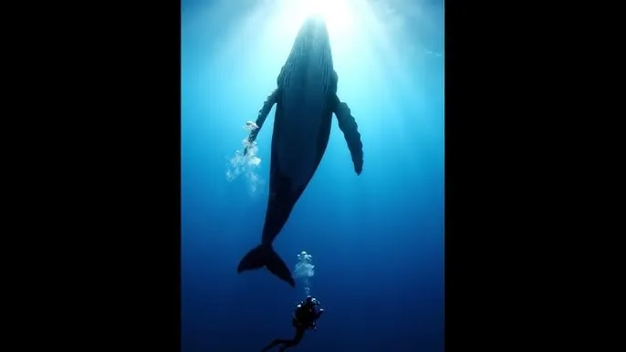 摩尔庄园手游兑换码 - 深蓝星球：探索海洋深处的未知世界